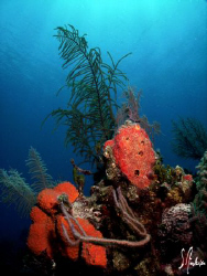 This image was taken at Shark Wall off Nassau. Lots of gr... by Steven Anderson 